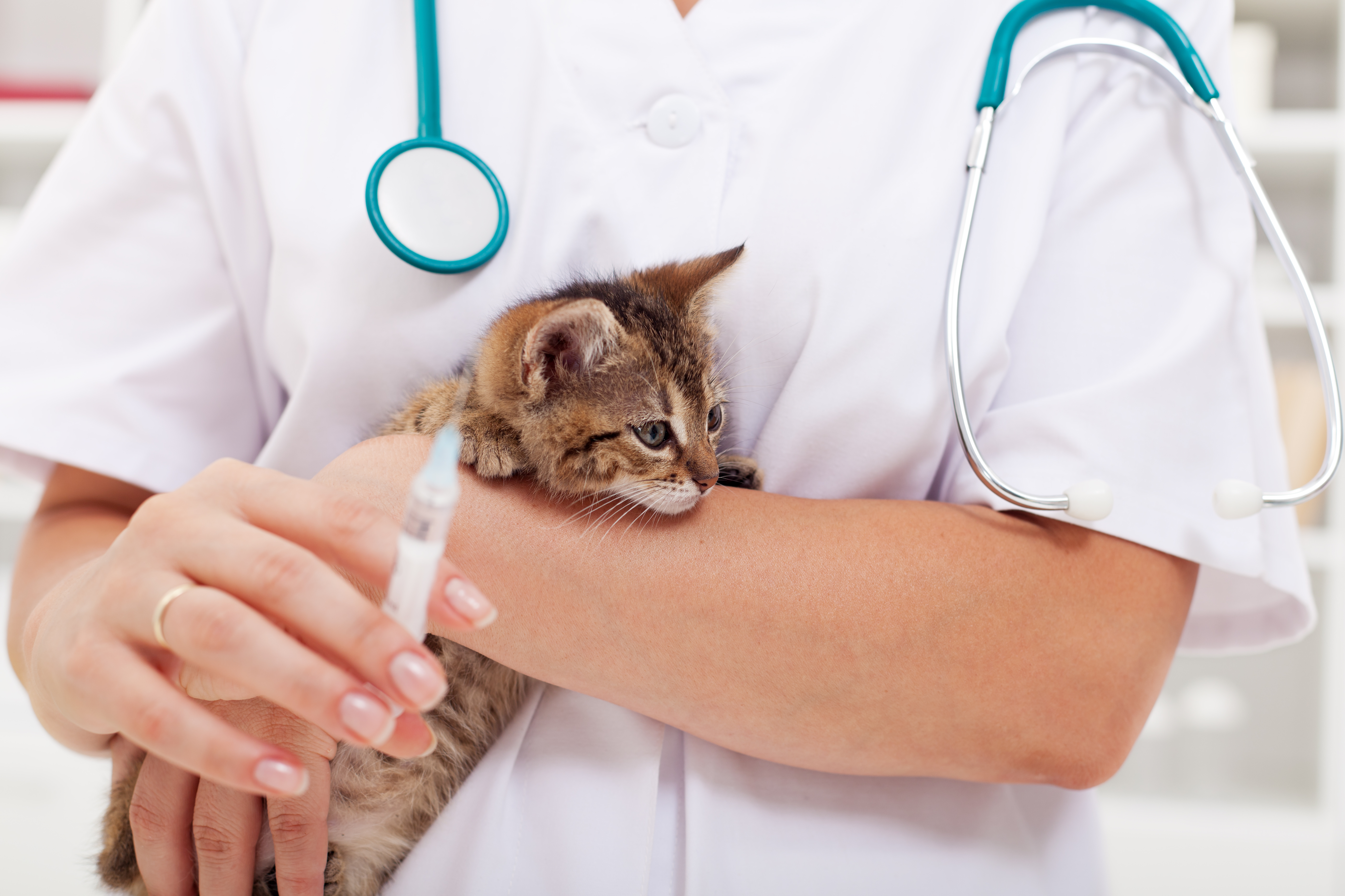 What vaccinations does my cat need?